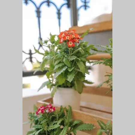 Petunia Garden View * Rhodes City